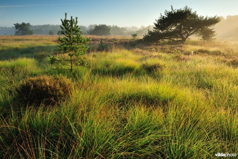 Kalmthoutse Heide