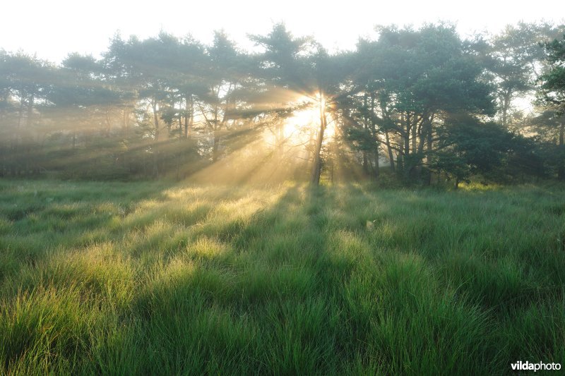 Kalmthoutse Heide