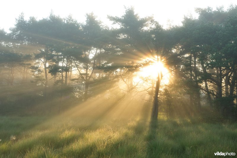 Kalmthoutse Heide