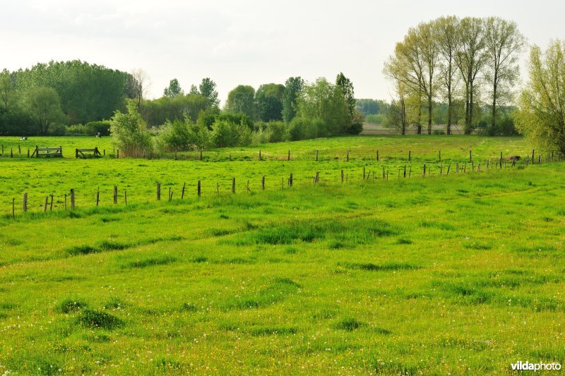 Springels in de Kalkense meersen