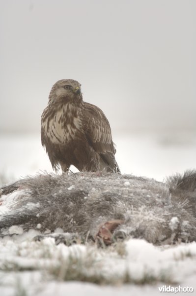 Ruigpootbuizerd op dood everzwijn