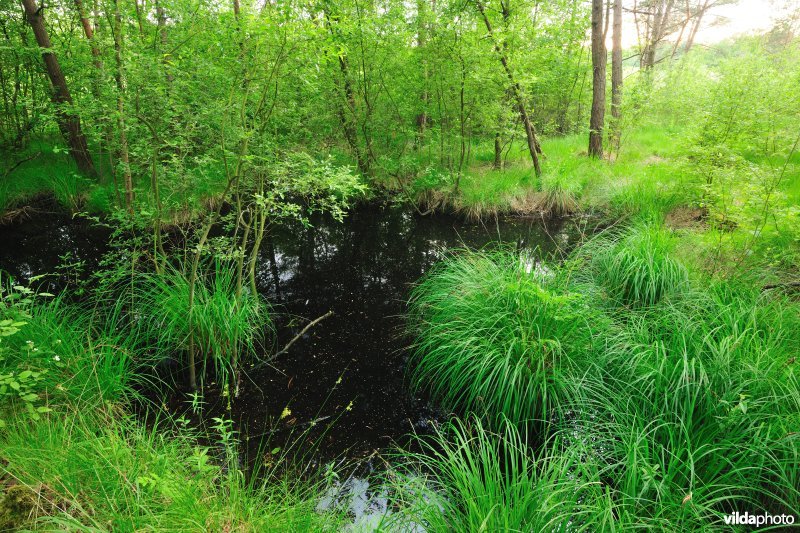 Natuurreservaat Goor-Asbroek