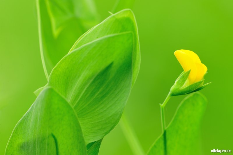Naakte lathyrus