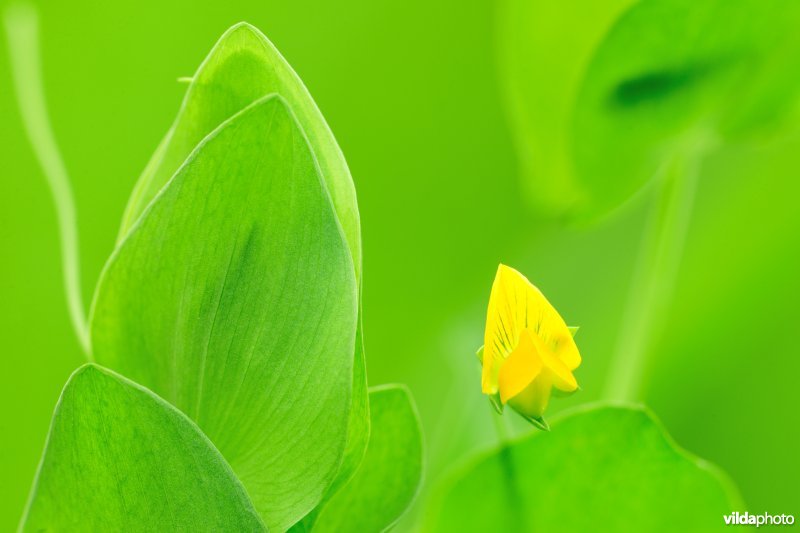 Naakte lathyrus