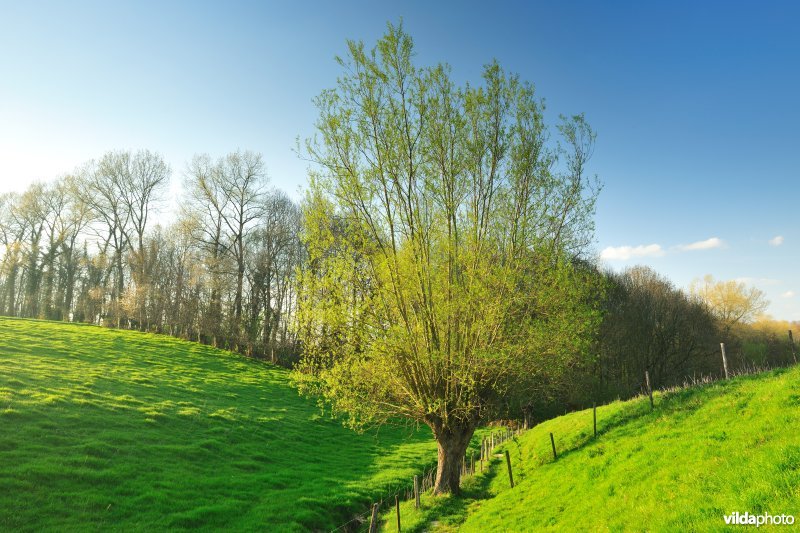 Burreken in de Vlaamse Ardennen