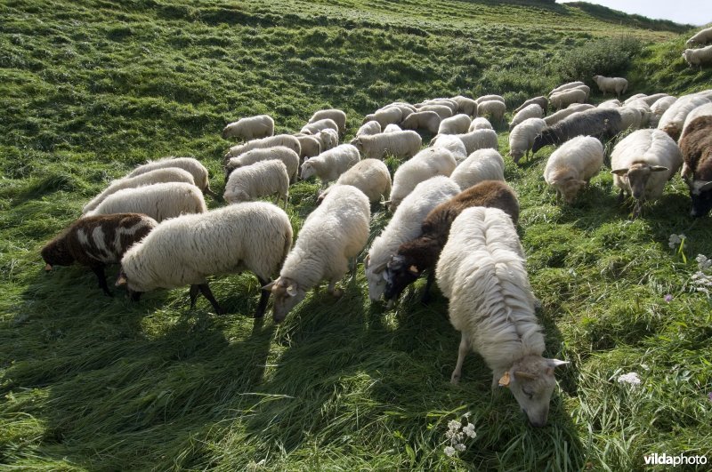 Kudde Mergellandschapen