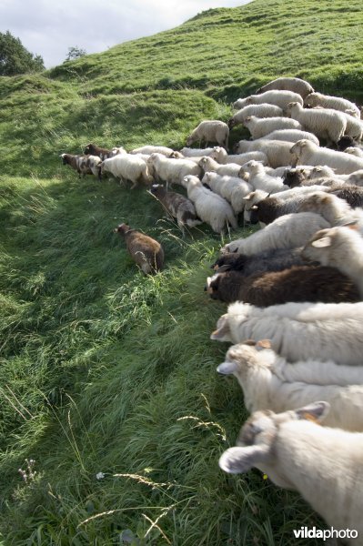 Kudde Mergellandschapen op wandel