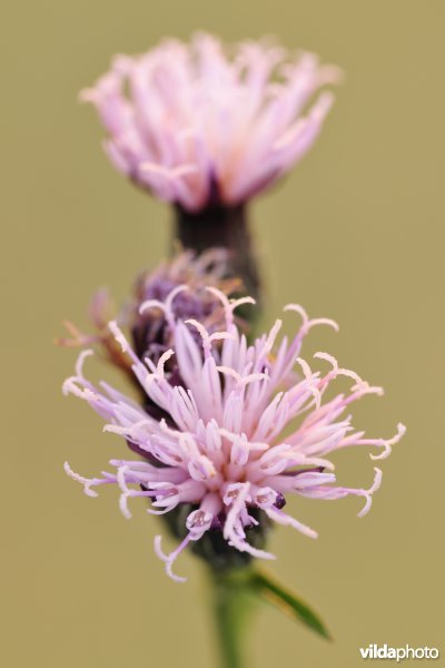 Zaagblad