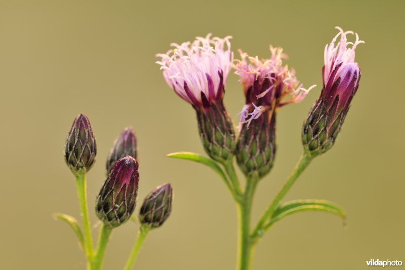Zaagblad