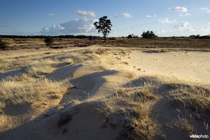 Stuifzandlandschap op de Hoge Veluwe