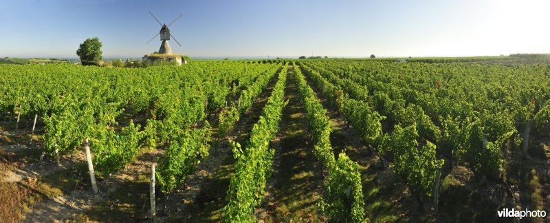 Wijngaarden van de Loire