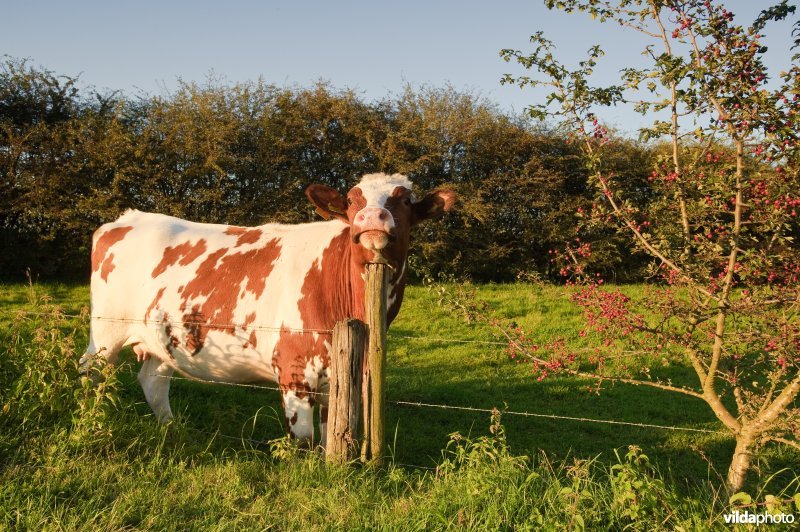 Koeien in een weide