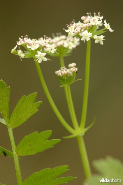 Kruipend moerasscherm
