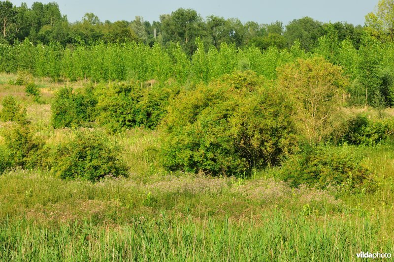 Grote Vijver deel 1 in het Zennegat