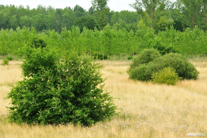 Grote Vijver deel 1 in het Zennegat