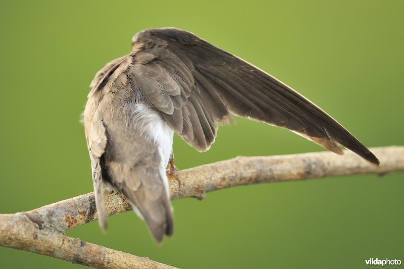 Poetsende Oeverzwaluw