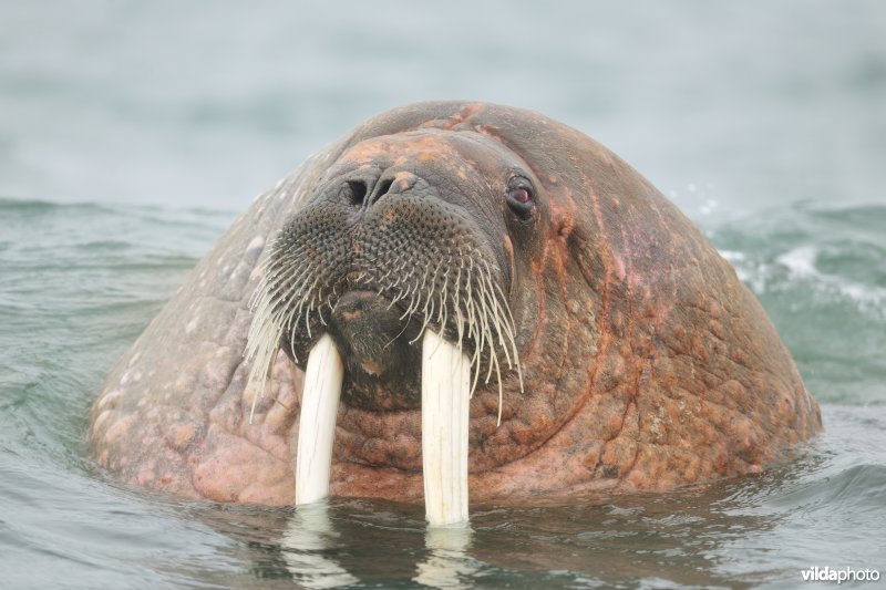 Walrus