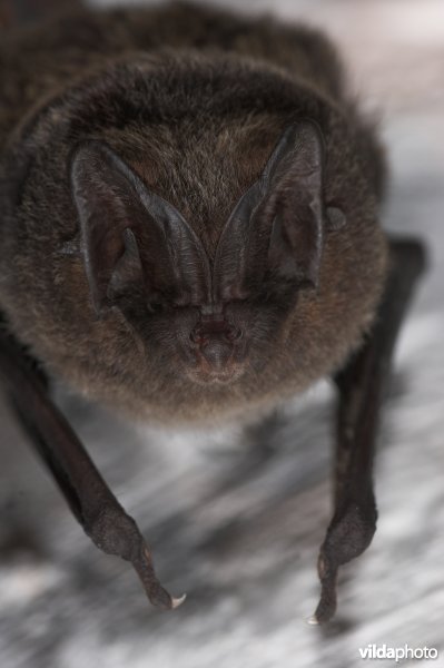 Mopsvleermuis in winterslaap