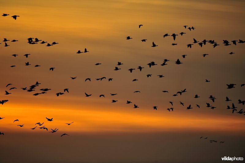 Ganzen in de Uitkerkse Polders