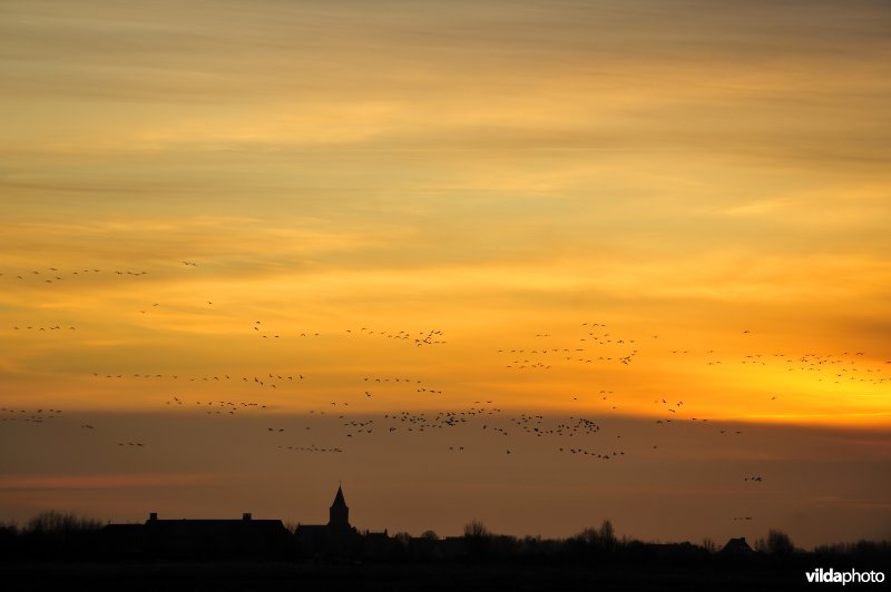 Natuurreservaat Uitkerkse Polders