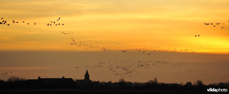 Natuurreservaat Uitkerkse Polders