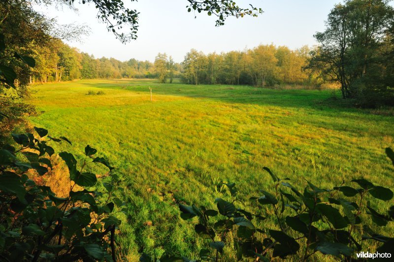 Laagveen in de Vallei van de Zwarte Beek