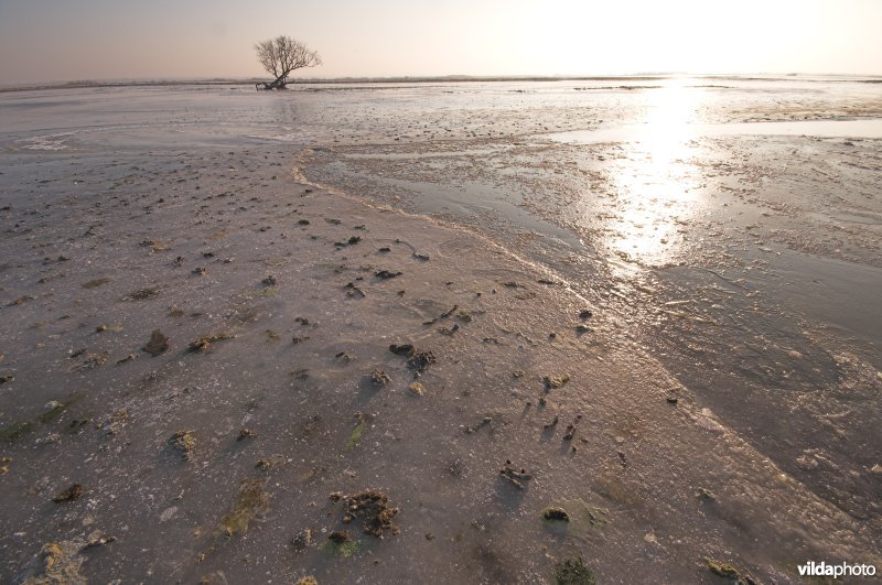 Rustplaats van ganzen