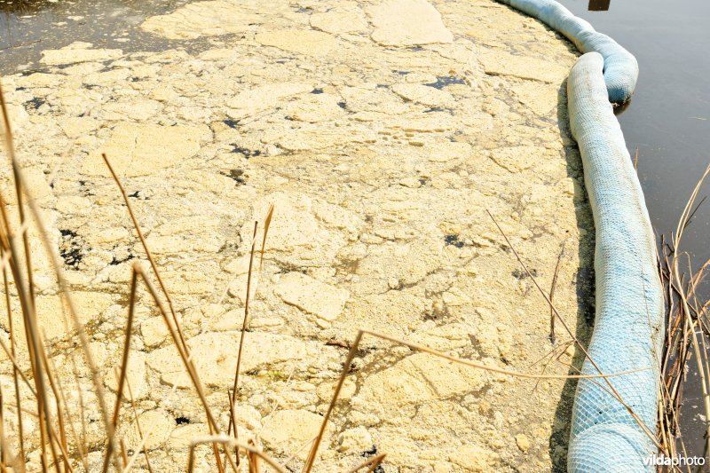 Vervuiling in de Stenensluisvaart