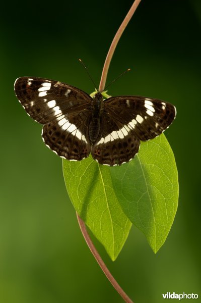 Kleine ijsvogelvlinder