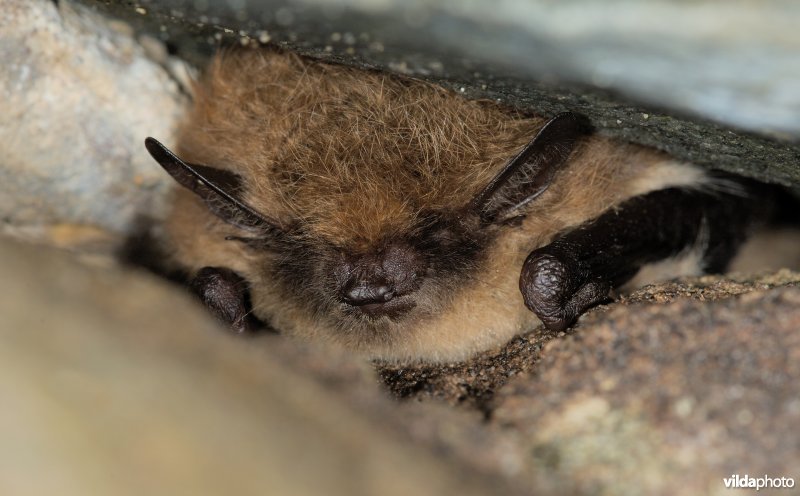 Baardvleermuis in een kier