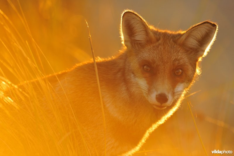 Vos in avondlicht