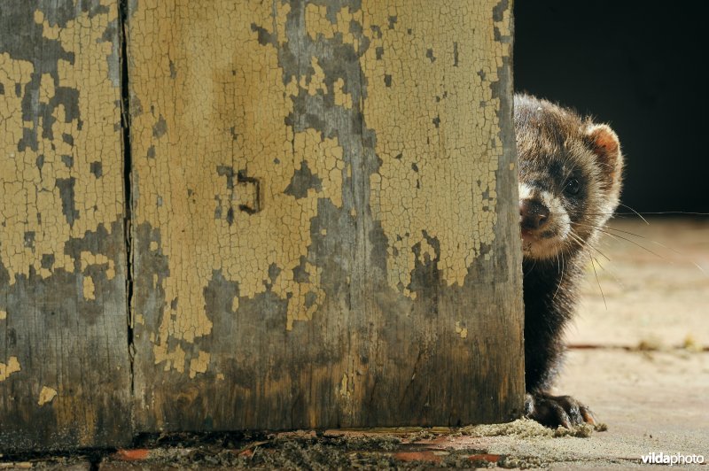 Bunzing komt piepen achter een deur