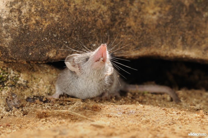 Wimperspitsmuis