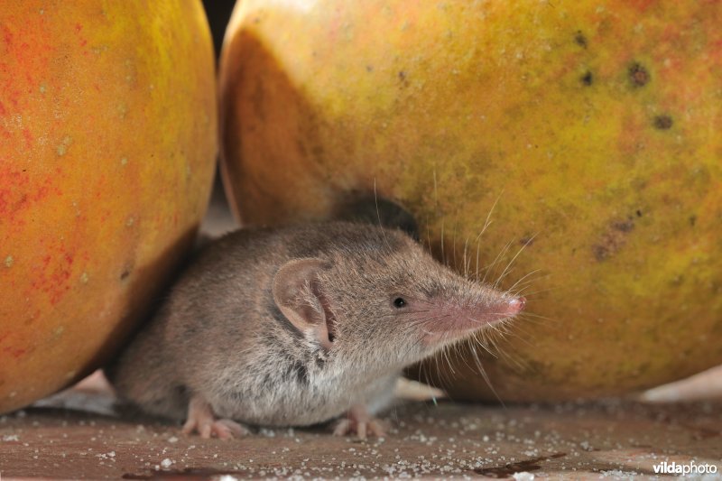 Huisspitsmuis
