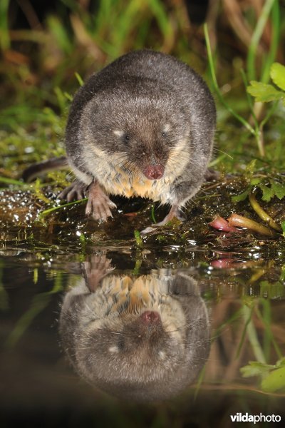 Waterspitsmuis