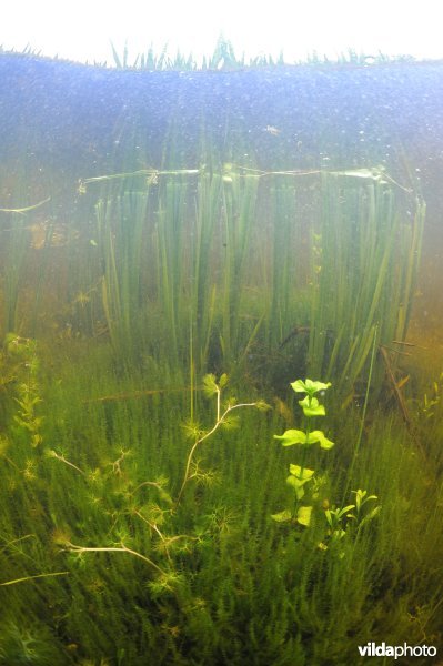 Onder water in de Westhoek