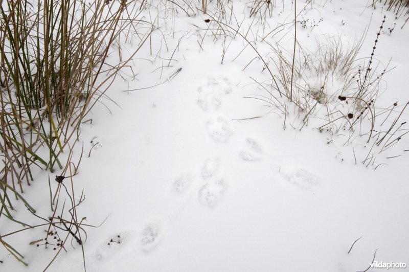 Sporen van steenmarter in sneeuw