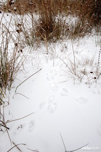 Sporen van steenmarter in sneeuw