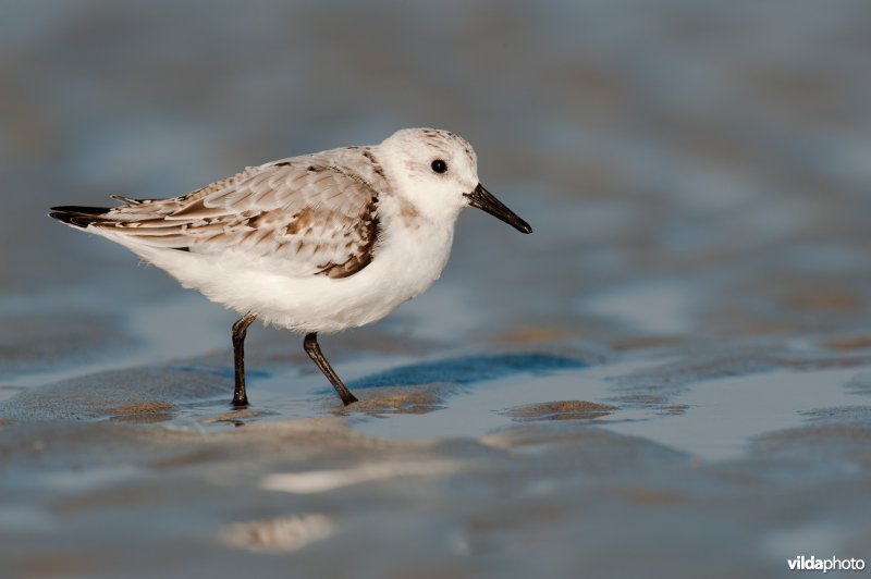 Drieteenstrandloper