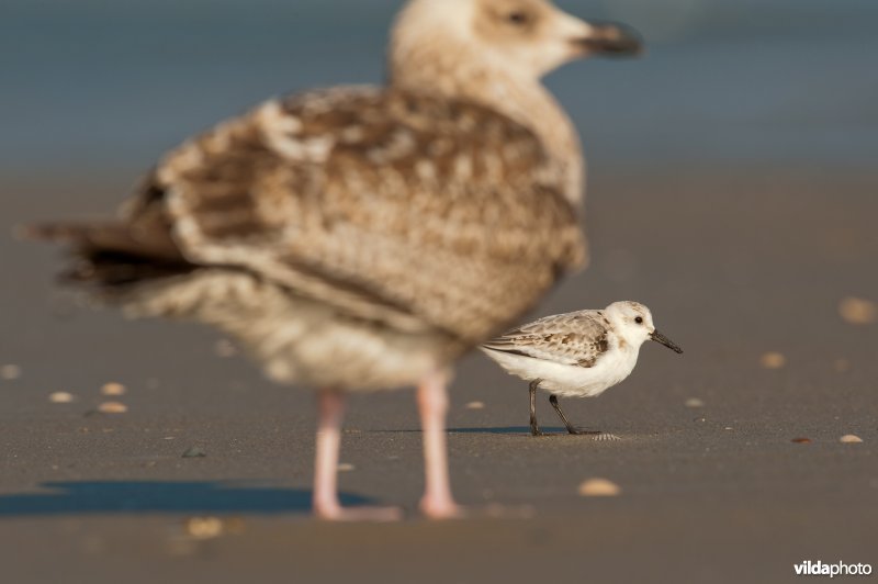 Drieteenstrandloper en zilvermeeuw