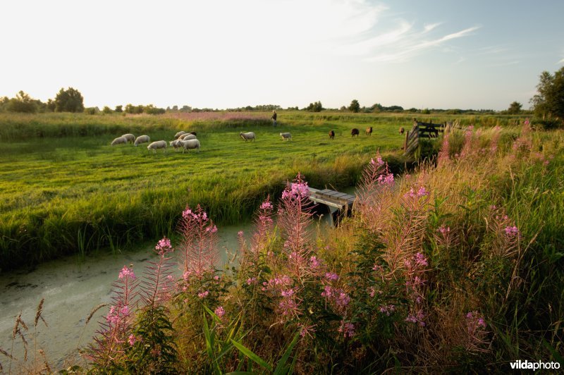 Wilgenroosjes in de Alde Faenen Nationaal Park