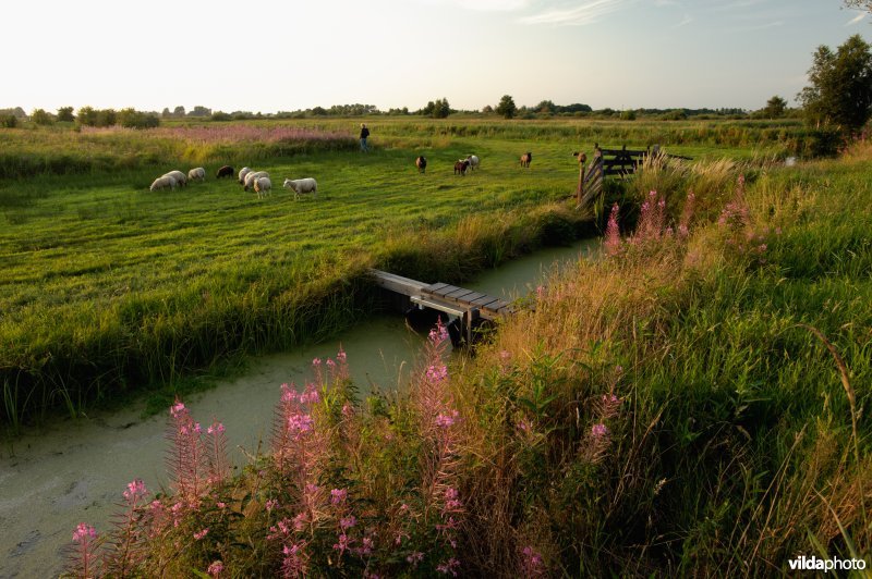 Wilgenroosjes in de Alde Faenen Nationaal Park