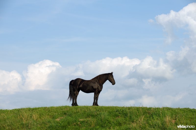 Fries Paard, Frysk Hynder