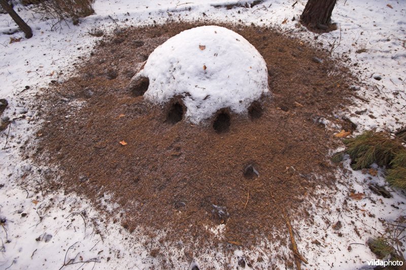 Opengebroken mierennest door spechten