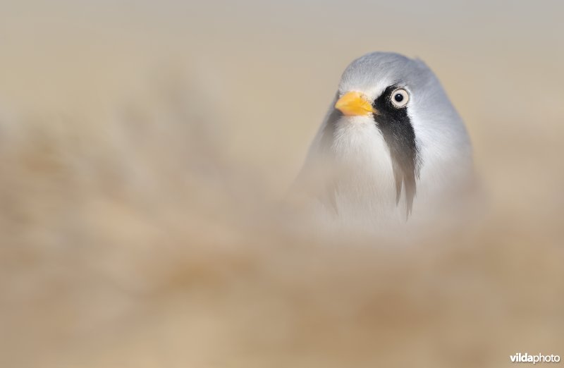 Baardmannetje in het riet