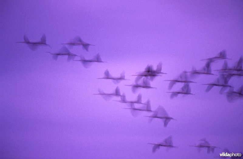 Vliegende kraanvogels