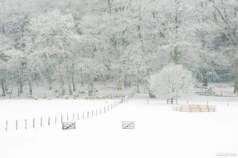 Schaapskooi in besneeuwd landschap