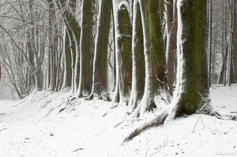 Grenswal, historische eigendomsscheiding in het Nationaal Park Veluwezoom