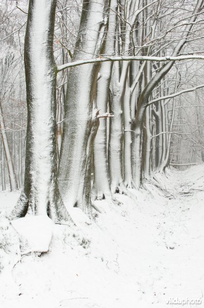 Grenswal, historische eigendomsscheiding in het Nationaal Park Veluwezoom