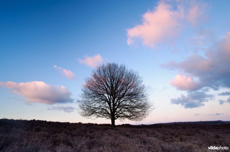 Silhouet van winterse eikenboom op het Herikhuizerveld, Nationaal Park Veluwezoom